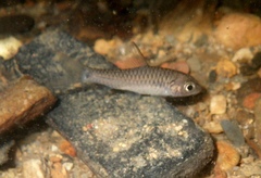 Neolissochilus