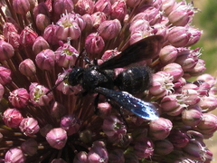 Scolia carbonaria