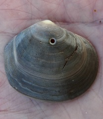 Semele