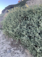 Atriplex lentiformis breweri
