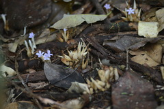 Voyria caerulea
