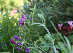 Lathyrus tingitanus