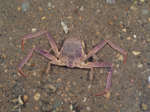 Heikeopsis