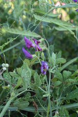 Lathyrus tingitanus