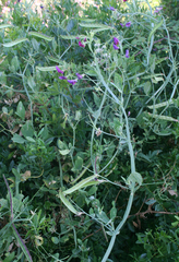 Lathyrus tingitanus
