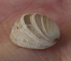 Irusella lamellifera