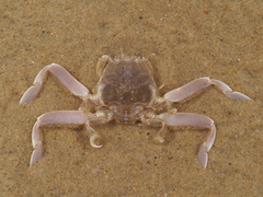 Dorippoides facchino