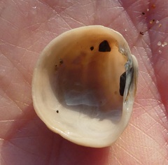 Irusella lamellifera