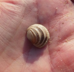 Irusella lamellifera