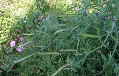Lathyrus tingitanus