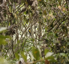 Icterus maculialatus