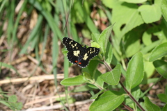 Chlosyne poecile