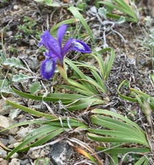 Iris uniflora