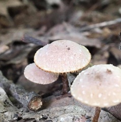 Inocybe calospora