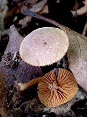 Inocybe calospora