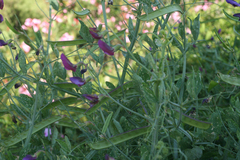 Lathyrus tingitanus