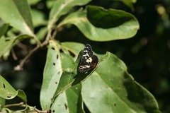 Chlosyne poecile