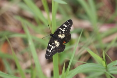 Chlosyne poecile
