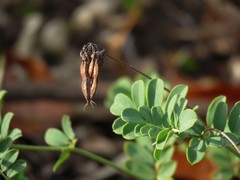 Coronilla coronata