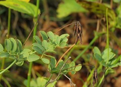 Coronilla coronata