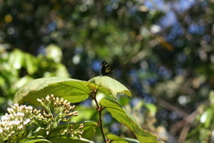Chlosyne poecile