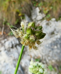 Allium ericetorum