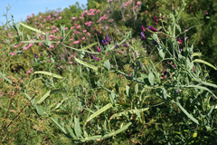 Lathyrus tingitanus