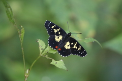 Chlosyne poecile