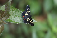 Chlosyne poecile