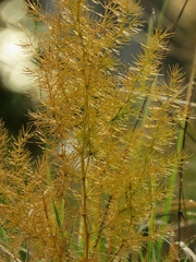 Asparagus tenuifolius