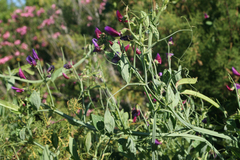 Lathyrus tingitanus