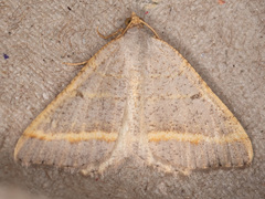 Macaria guenearia