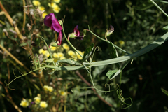 Lathyrus tingitanus
