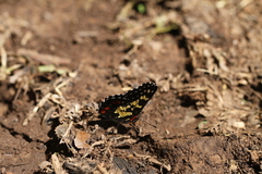 Chlosyne poecile