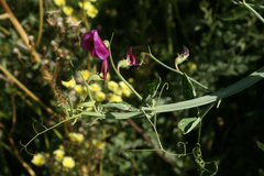 Lathyrus tingitanus