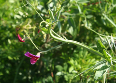 Lathyrus tingitanus