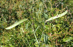Lathyrus tingitanus