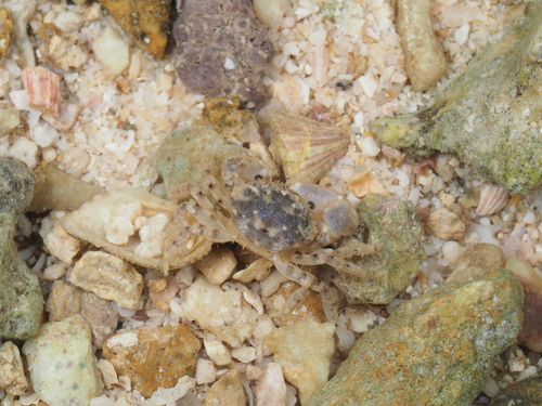 Glabropilumnus laevis observed 2021-08-15