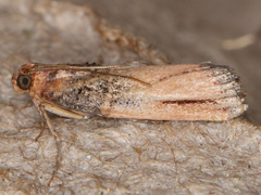 Dasypyga alternosquamella