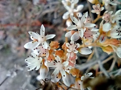 Sedum album