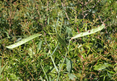 Lathyrus tingitanus