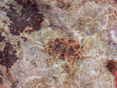 Cryptopilumnus changensis