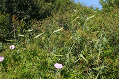 Lathyrus tingitanus
