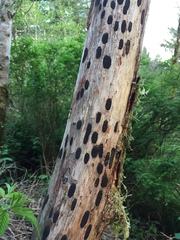 Diatrype disciformis