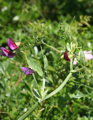 Lathyrus tingitanus