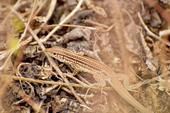 Medopheos edracanthus