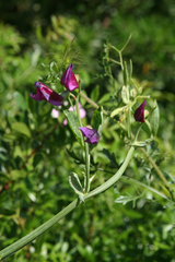 Lathyrus tingitanus