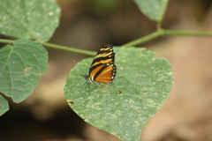 Eresia ithomioides alsina