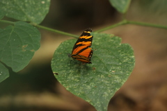 Eresia ithomioides alsina