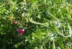 Lathyrus tingitanus
